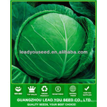 JC54 Jingan 55 days high disease resistant hybrid cabbage seeds f1